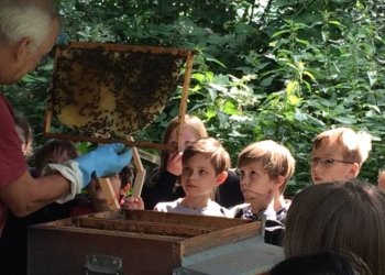 Honigbienen und Bienenzucht im Themencafé der Priesterkate