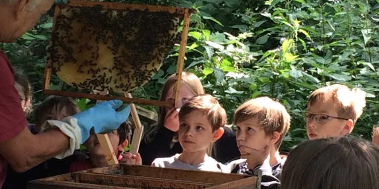 Honigbienen und Bienenzucht im Themencafé der Priesterkate