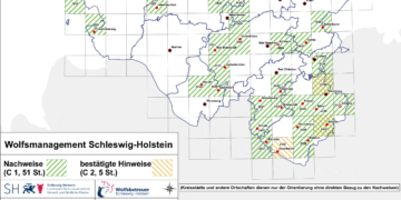 Weiterer Wolfsnachweis im Herzogtum Lauenburg