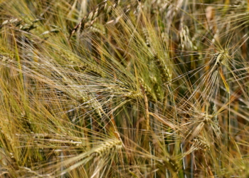 Notreife bei Gerste im Norden