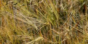 Notreife bei Gerste im Norden