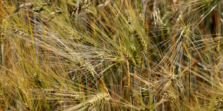 Notreife bei Gerste im Norden