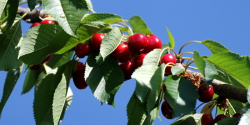 Die Kirsche läutet den Hochsommer ein