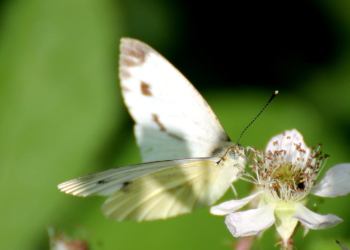 Schmetterlinge im Bauch