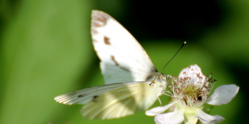 Schmetterlinge im Bauch