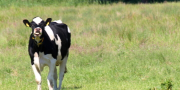 Kuh beim Zunge rausstrecken ertappt