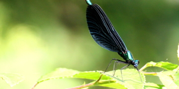 Nur einen Monat Lebenszeit…