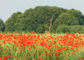 Der ‚Hotspot‘ in der Feldmark