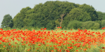 Der ‚Hotspot‘ in der Feldmark
