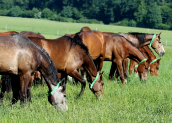 Kühsen ist ‚Dat lütte Trakehnen‘