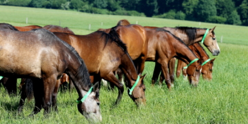 Kühsen ist ‚Dat lütte Trakehnen‘