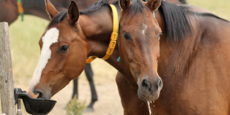 Saufen ist für Pferde und Kühe bei der Hitze das Wichtigste