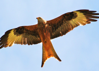 ‚Wo der Rotmilan kreist‘