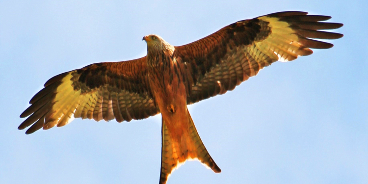 ‚Wo der Rotmilan kreist‘