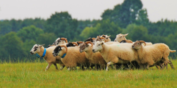 Kommt sie oder kommt sie nicht die Schafskälte?