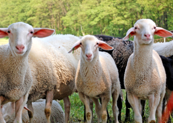 Milchschäferei, Sattelschweine und Kräutergarten auf der 20. FahrradTour-Biosphäre am 10. Juni besuchen