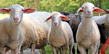 Milchschäferei, Sattelschweine und Kräutergarten auf der 20. FahrradTour-Biosphäre am 10. Juni besuchen