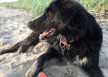 Urlaubszeit ist Reisezeit – Unterwegs in tierischer Begleitung