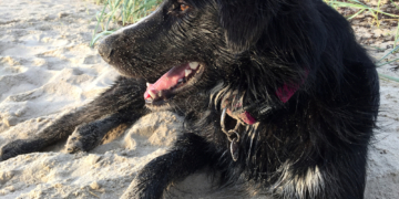 Urlaubszeit ist Reisezeit – Unterwegs in tierischer Begleitung
