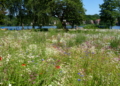 Biodiversität auf öffentlichen Flächen – Wildblumenwiese am Aqua Siwa