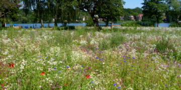 Biodiversität auf öffentlichen Flächen – Wildblumenwiese am Aqua Siwa