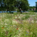 Biodiversität auf öffentlichen Flächen – Wildblumenwiese am Aqua Siwa