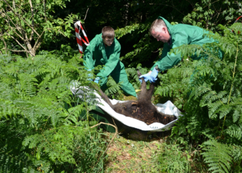 Wann kommt die Pest?