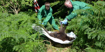 Wann kommt die Pest?