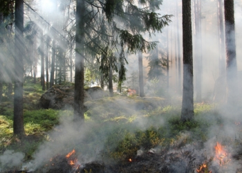 Brandgefahr in Wäldern und auf Flächen in Schleswig-Holstein steigt