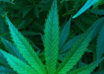 Cannabisplantage ausgehoben