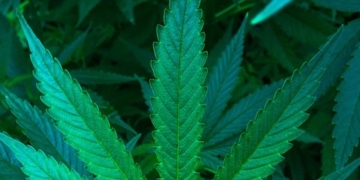 Cannabisplantage ausgehoben