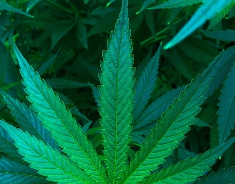 Cannabisplantage ausgehoben