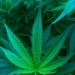 Cannabisplantage ausgehoben