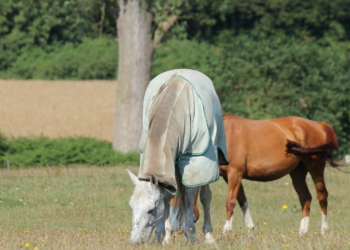 Fliegenschutz mit Bremsenfallen und Fliegendecken