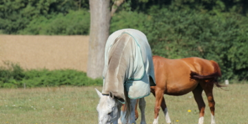 Fliegenschutz mit Bremsenfallen und Fliegendecken