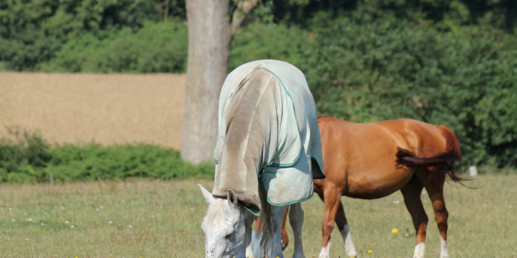 Fliegenschutz mit Bremsenfallen und Fliegendecken
