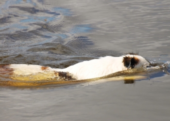 Hitze satt: Die ‚Tage des Hundes‘ 2018