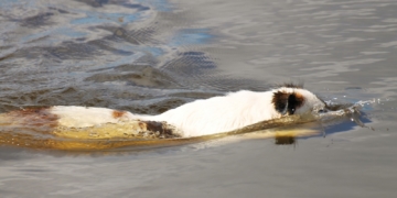 Hitze satt: Die ‚Tage des Hundes‘ 2018