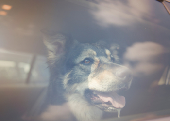 Alarmstufe rot – Was tun, wenn ein Vierbeiner im Auto um sein Leben kämpft?