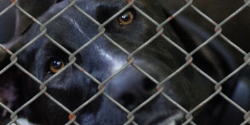 Unterstützung für Tierheime im Land: Förderrichtlinie tritt in Kraft