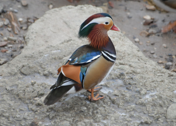 Vortrag über ‚Neobiota – fremde Arten‘