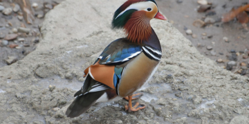 Vortrag über ‚Neobiota – fremde Arten‘