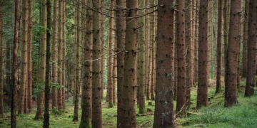 Umweltministerium warnt vor steigender Brandgefahr in Wäldern und auf Flächen in Schleswig-Holstein