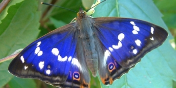 Wanderung im NSG ‚Ostufer des Großen Ratzeburger Sees‘