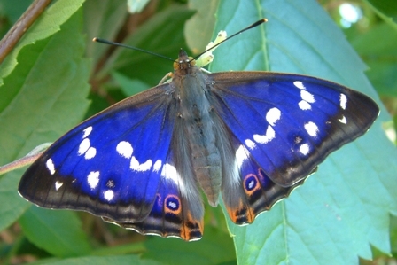 Wanderung im NSG ‚Ostufer des Großen Ratzeburger Sees‘
