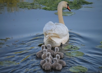 Landesregierung fördert schonende Gewässerunterhaltung