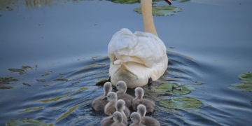 Landesregierung fördert schonende Gewässerunterhaltung