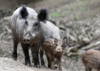 Mehr Mittel zur Bekämpfung der Afrikanischen Schweinepest