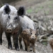Mehr Mittel zur Bekämpfung der Afrikanischen Schweinepest