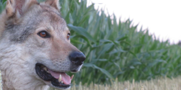 Wer hat Angst vorm bösen Wolf?